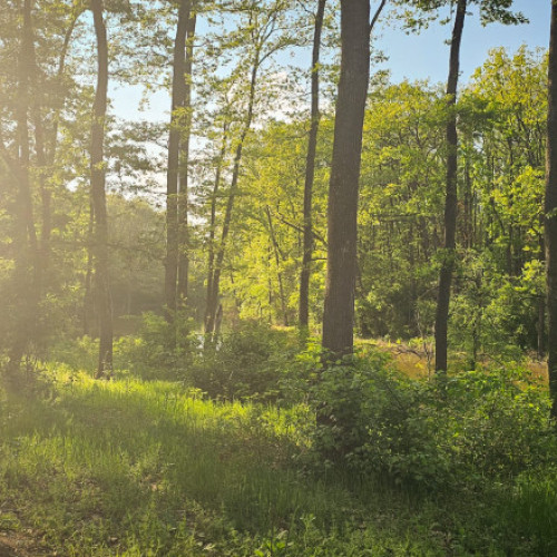 Centurile verzi, o prioritate națională pentru combaterea schimbărilor climatice