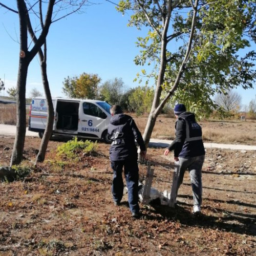 Număr record de 253 de câini capturați în luna mai în București, conform unui comunicat al Autorității pentru Supravegherea și Protecția Animalelor (ASPA). Potrivit sursei citate, cei mai mulți (79) au fost ridicați din Sectorul 5, unde se înregistrează cel mai mare număr de câini fără stăpân în primele cinci luni ale anului.