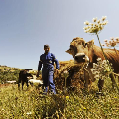 Plata pentru sprijinul în creșterea animalelor a fost efectuată, conform APIA