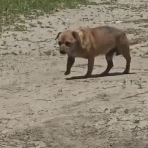 Barbat prins după ce a abandonat un câine în stațiunea Mamaia și amendat cu 12.000 de lei