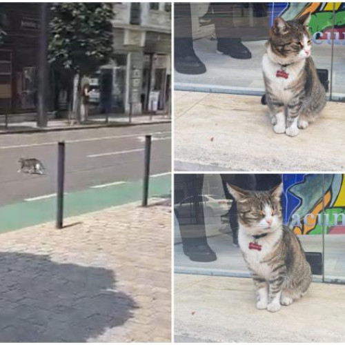 Pisica Nina, vedeta străzii Regele Ferdinand din Cluj-Napoca, este cunoscută de toți trecătorii din zonă, potrivit stiridecluj.ro. Aceasta este o prezență constantă în centrul orașului și, deși pare mereu în mișcare, majoritatea oamenilor o recunosc instantaneu. Nina are o personalitate plină de viață și poate fi găsită în diverse locuri de pe această stradă, cel mai frecvent tolanită în vitrina Galeriei Ferdinand, unde angajații o îngrijesc cu drag.