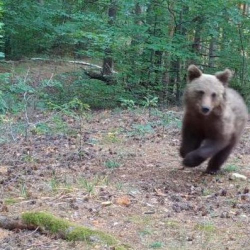 Ursii au revenit în comuna Gura Calitei, provocând pagube semnificative în satul Sotarcari. Potrivit vrancea24.ro, în această dimineață, patru ursi au intrat în gospodăria unui localnic, unde au distrus gardul, un grajd și au ajuns la animale. Proprietarul a descoperit apoi o oaie sfâșiată, trei miei morți și alți trei dispăruți.