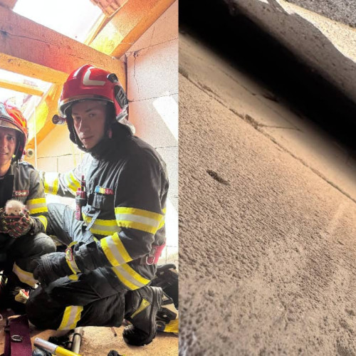 Misiune de salvare dificilă pentru un pui de pisică la Sebeș