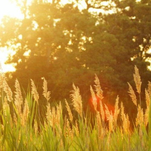 Romania se confruntă cu o perioadă de caniculă timpurie și secetă, anunță meteorologii pentru următoarele patru săptămâni. Potrivit sursei emaramures.ro, temperaturile vor fi peste normalul climatic pentru această perioadă, iar precipitațiile vor fi insuficiente, în special în vestul țării, unde ploile vor fi extrem de rare.