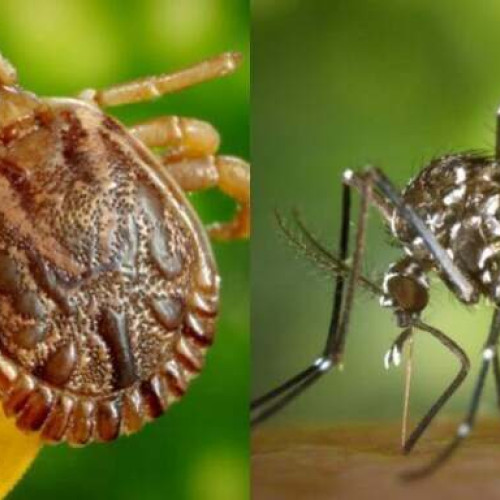 Atenție la bolile transmise de vectori, avertizează INSP