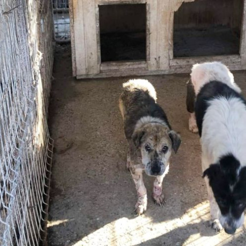 Gradul de siguranță al spațiului verde din municipiul Bacău pentru animalele de companie este pus la îndoială, chiar dacă Primăria a anunțat că a efectuat două tratamente contra insectelor. Citează ziaruldebacau.ro, potrivit specialiștilor de la adăpostul de câini, situația este îngrijorătoare, deoarece zeci de câini aduși acolo prezintă zeci de capuse, ceea ce crește riscul de boală.