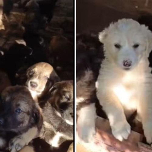 16 cățeluși abandonați au fost descoperiți într-o clădire din Turda, fără apărare și speriați, lipsiți de hrană, potrivit stiridecluj.ro. Micuții au fost lăsați în urmă de către persoane fără suflet, într-un gest considerat crud și iresponsabil.