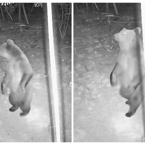 Muntii Apuseni au o nouă vedetă: Baloo, ursul care a devenit mascota camerelor de supraveghere