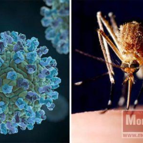 Riscul crescut de infectare cu virusul West Nile în județul Botoșani, avertizează DSP