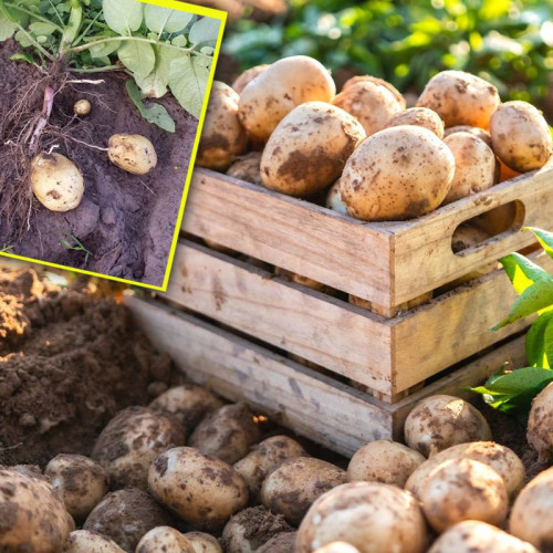 Primăria Lunguletu organizează prima ediție a zilei cartofului