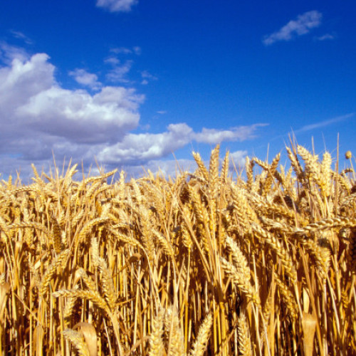 Romania estimează un record de producție la cereale, anunță datele Comisiei Europene