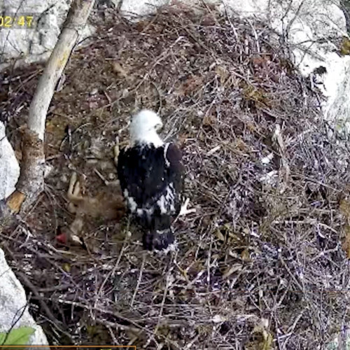 Momente rare surprinse de o cameră de monitorizare în Parcul Natural Apuseni