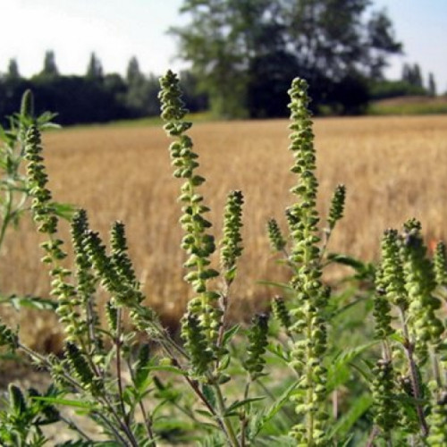 Primăria Galați face apel la proprietarii de terenuri pentru combaterea ambroziei