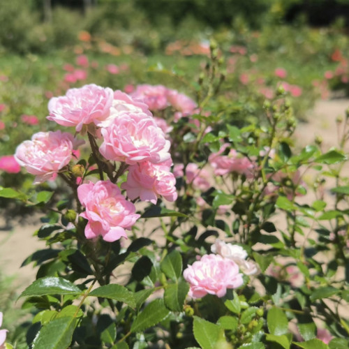 Trandafiri deosebiți la Gradina Botanică din Galați