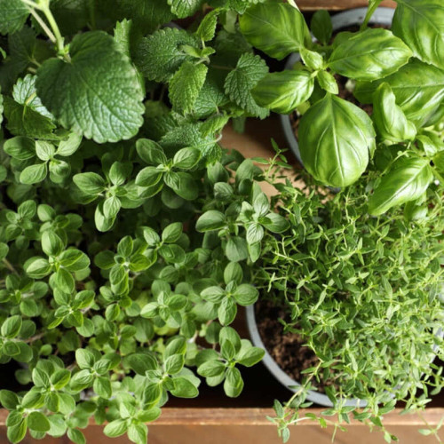 Plantele aromatice de iunie: vedete în bucătării și beneficii pentru sănătate