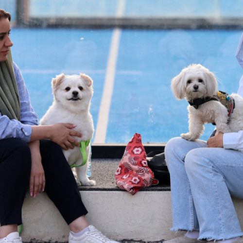 interdicție extinsă pentru plimbarea și transportul câinilor în Iran