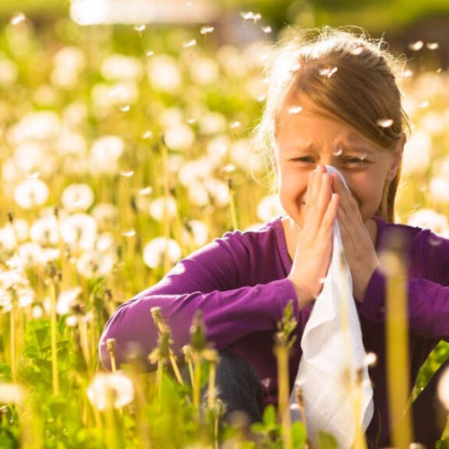 Febra fanului, o alergie comună care afectează o din patru persoane
