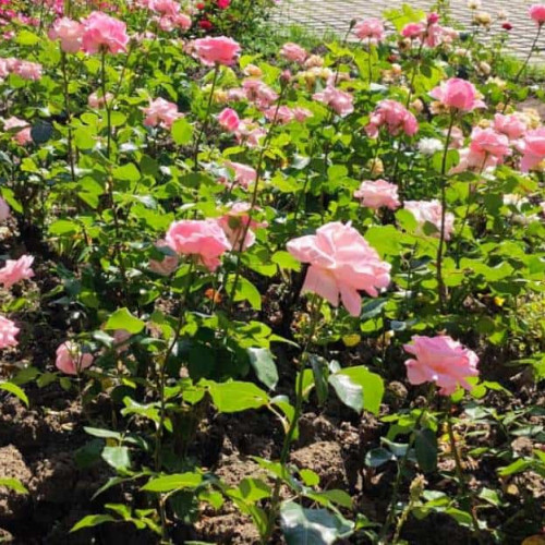 prognoza meteo pentru perioada până în 7 iulie: temperaturi și ploi diferite de la o zi la alta