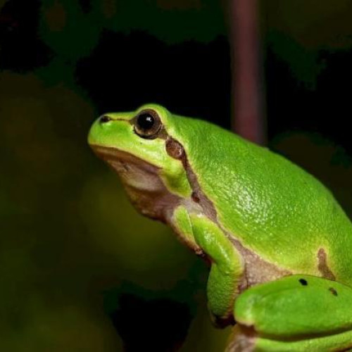 Zeci de broaște, blocate în zona Soporului, au creat probleme locuitorilor