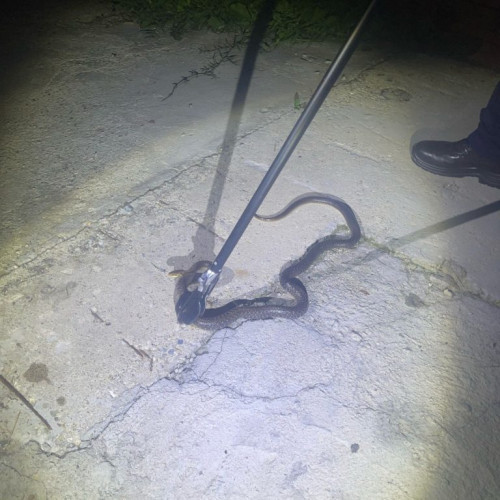 Jandarmii gorjeni au intervenit pentru capturarea unui șarpe în localitatea Ciuperceni