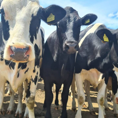 Start control pentru subvențiile din zootehnie în campania 2025