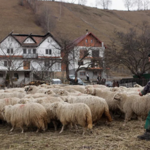 Romania ofera si locuri de munca neasteptate. Anuntul unui post de cioban a starnit zeci de comentarii amuzante si valuri de rasete