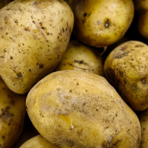 Criza cartofilor în Rusia: prețurile au crescut semnificativ