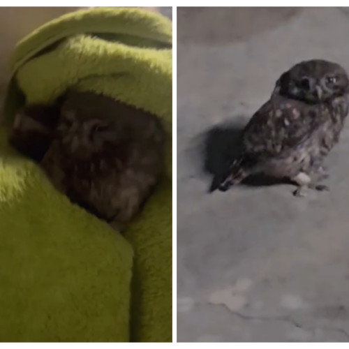 greselile Capitale în cercetarea asupra animalelor salbatice din mediul urban: cazul unui pui de pasăre la Cluj