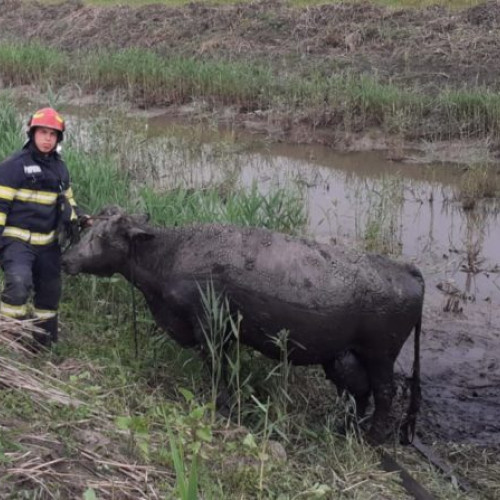 Pompieri au salvat o bovină din râul Baseu, în Petricani