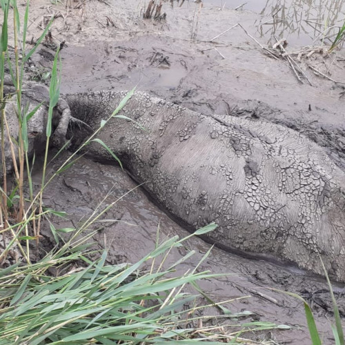 Salvare neobișnuită pentru o bovină în Petricani