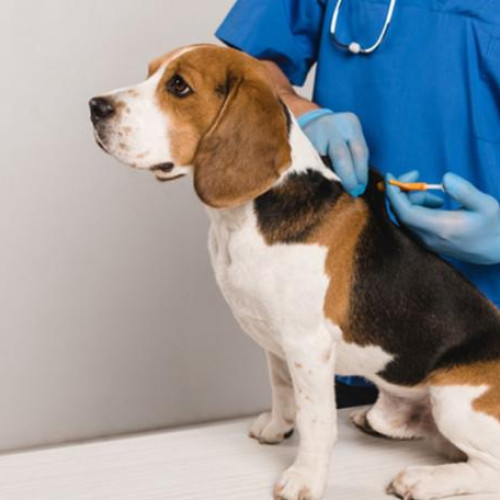 Miniștrii responsabili de protecția animalelor în Cluj-Napoca oferă microcipare gratuite pentru câini