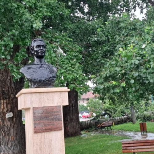 Copac declarat monument al naturii căzut în Iasi, IGSU intervine pentru siguranță