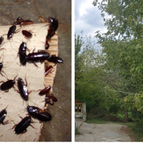 Clujean solicită intervenții urgente pentru igienizarea unei zone din oraș