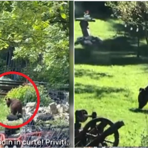 Ursii devin o problemă serioasă pentru locuitorii din zonele montane din județul Brașov