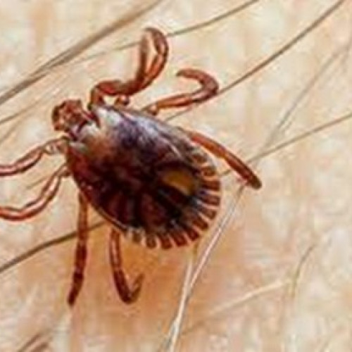 Creșterea cazurilor de mușcături de căpușe în Botoșani