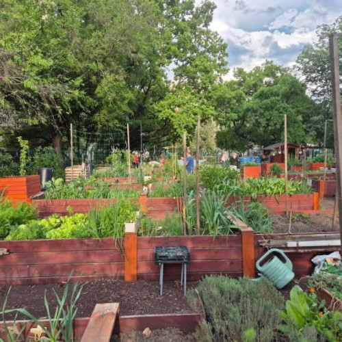 proiect pentru încurajarea grădinăritului urban în Cluj