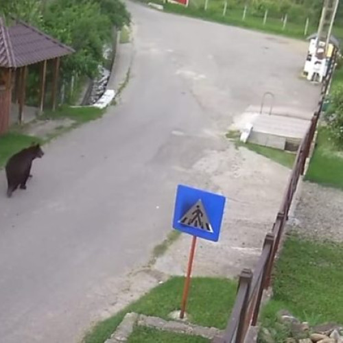 Ursii încep să devină prezențe obișnuite în satele din comuna Poiana Cristei