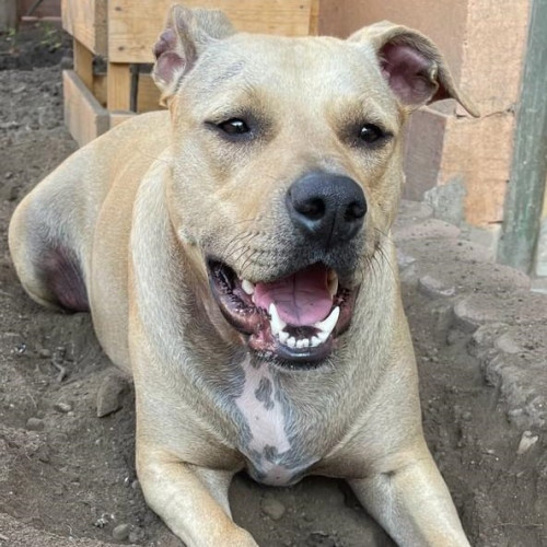 Bărbat reținut după ce nu a respectat ordinul de protecție în Galda de Jos