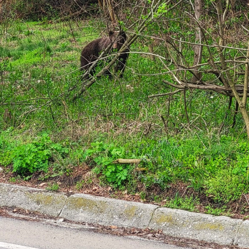 Prezența unui urs în localitatea Toparcea