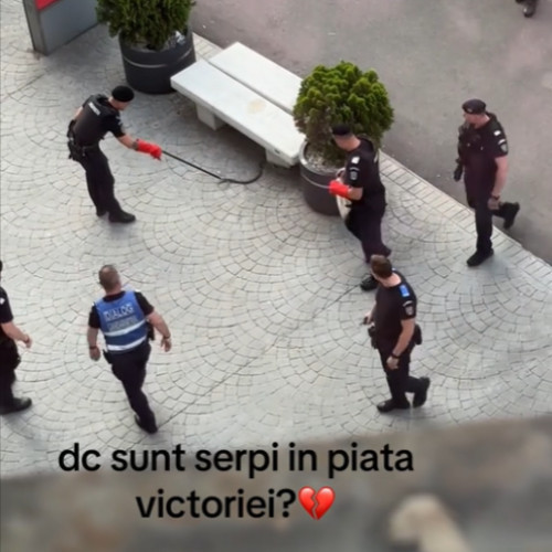 un șarpe capturat în zona pieței victoria din bucurești