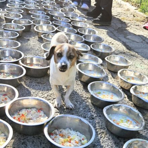 eveniment caritabil la adăpostul speranța: Costel Bojog gătește pentru câini