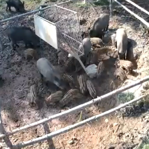 Spectacol inedit în pădurile din Valea Drăganului, Cluj!