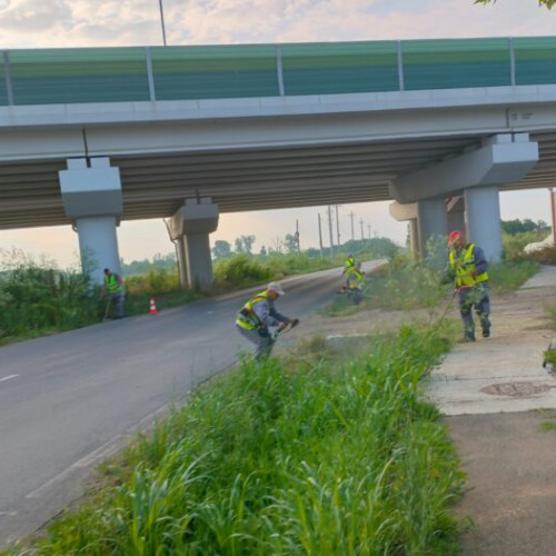 Consiliul județean Ilfov continuă lupta împotriva ambroziei, planta periculoasă pentru sănătate, printr-o acțiune amplă de cosire și erbicidare. Intervențiile au avut loc în perioada 10-13 iunie 2025, fiind realizate de echipele Direcției de Dezinsectie și Ecologizare Mediu Ilfov.