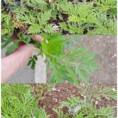 Arad: Poliția locală intensifică acțiunile împotriva ambroziei pentru protejarea sănătății publice