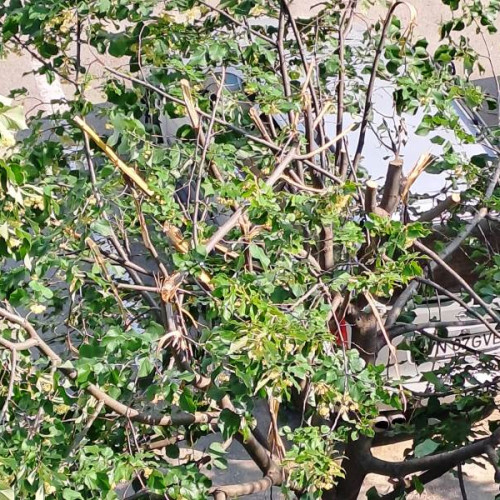 Tei mutilați în Focsani: un atentat asupra patrimoniului natural orașului