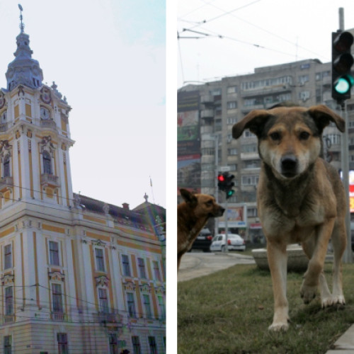 Primăria Cluj-Napoca a intervenit pentru gestionarea câinilor vagabonzi din zonă