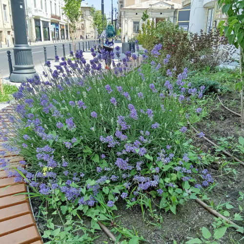 Tufe de lavandă adaugă culoare pe strada Domnească