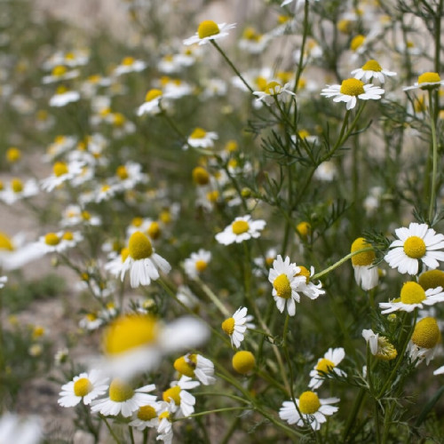 Beneficiile musetelului pentru sănătate și utilizările sale