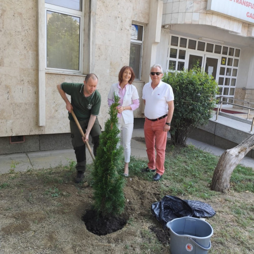 un arbore al vieții, plantat la centrul regional de transfuzie din galați