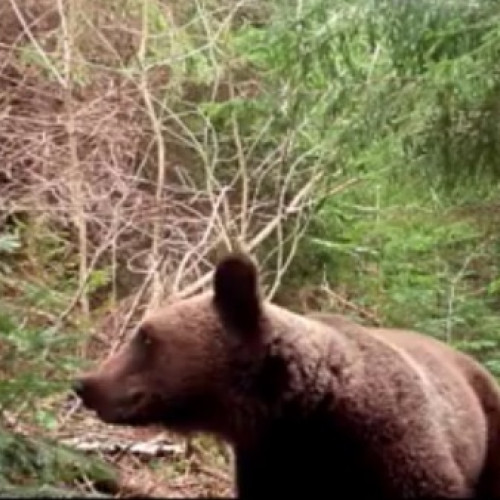 masuri pentru siguranta turiștilor în parcape Putna Vrancea